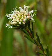 Image of Agathosma gonaquensis Eckl. & Zeyh.