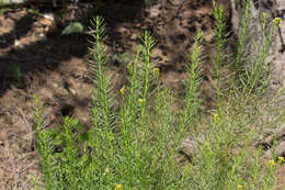 Imagem de Ericameria arborescens (A. Gray) Greene