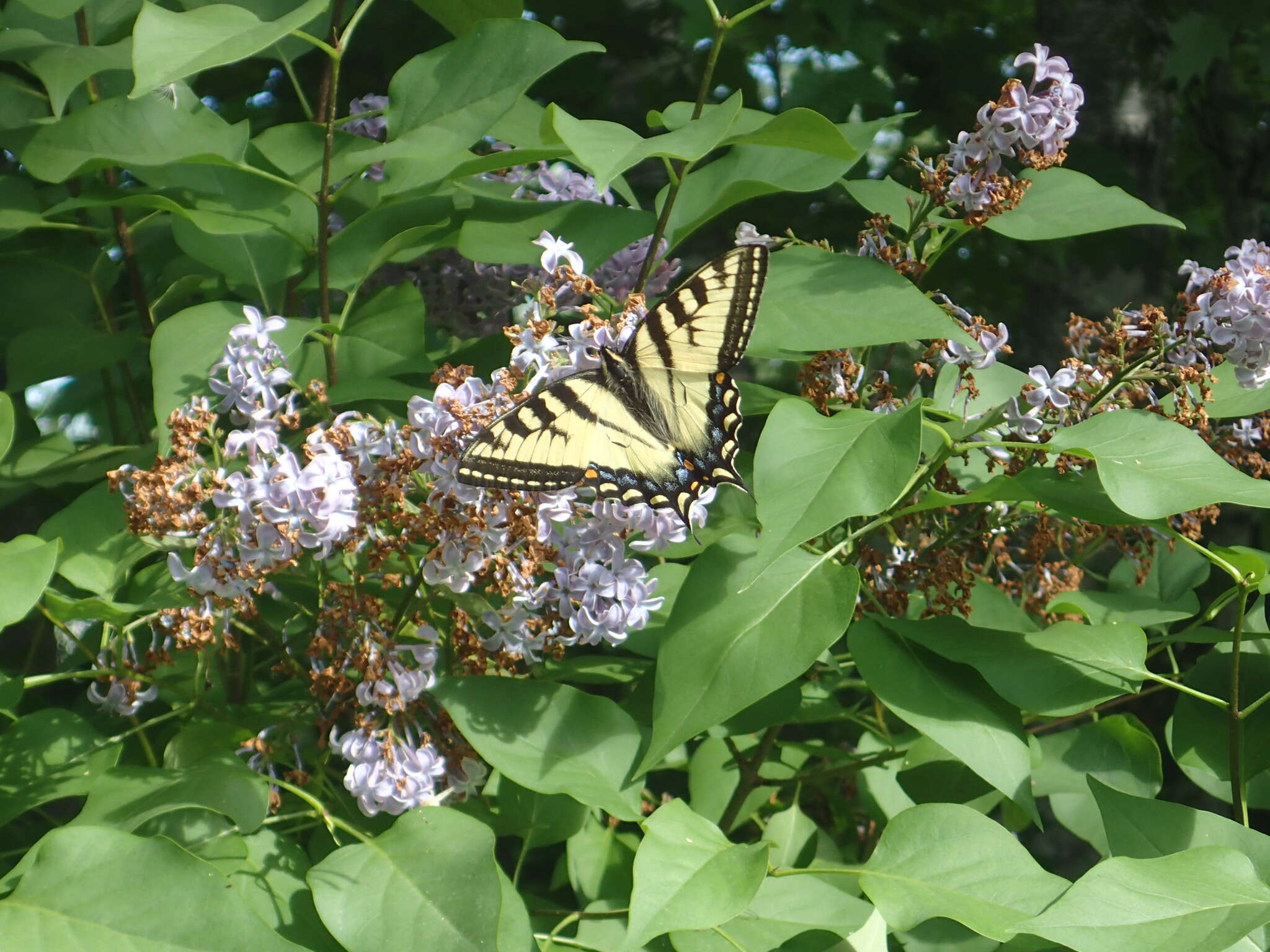 Image de Papillon tigré du Canada