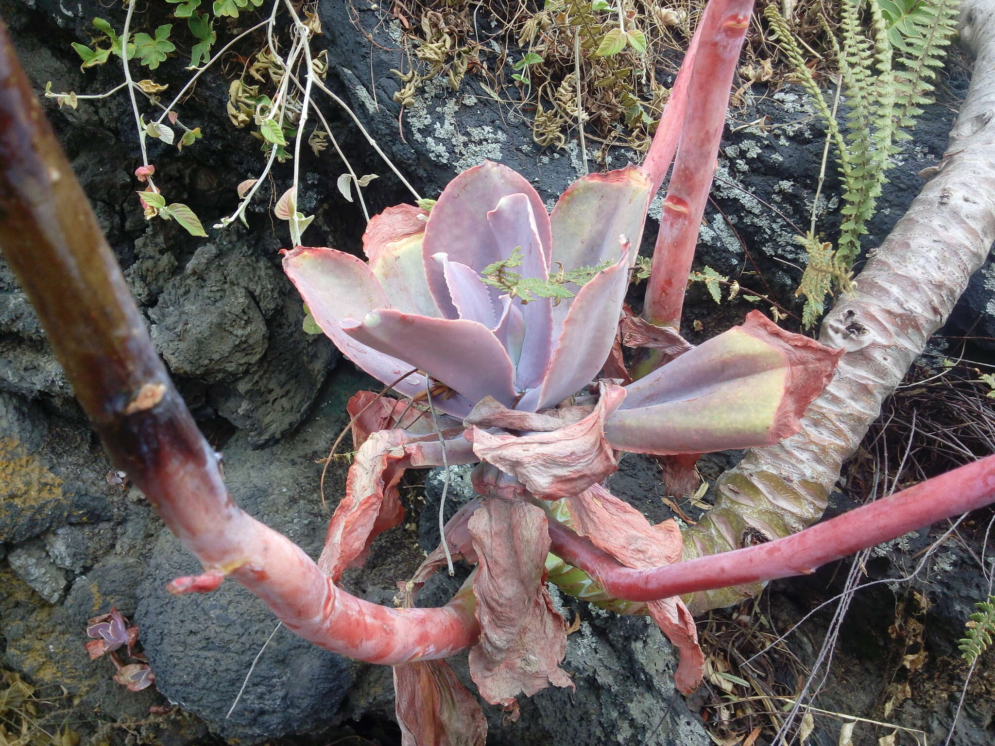 Image of Echeveria gibbiflora DC.