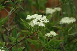 Image of Sambucus nigra L.