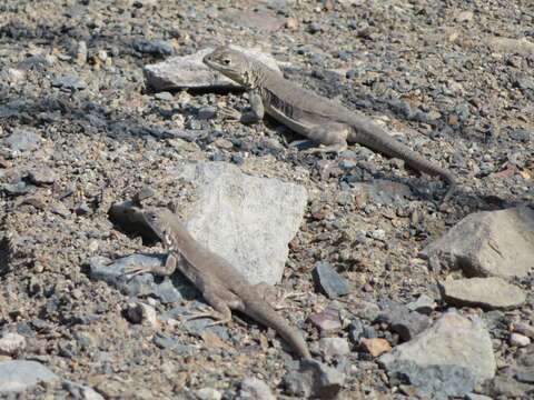 Image of Peru Pacific Iguana