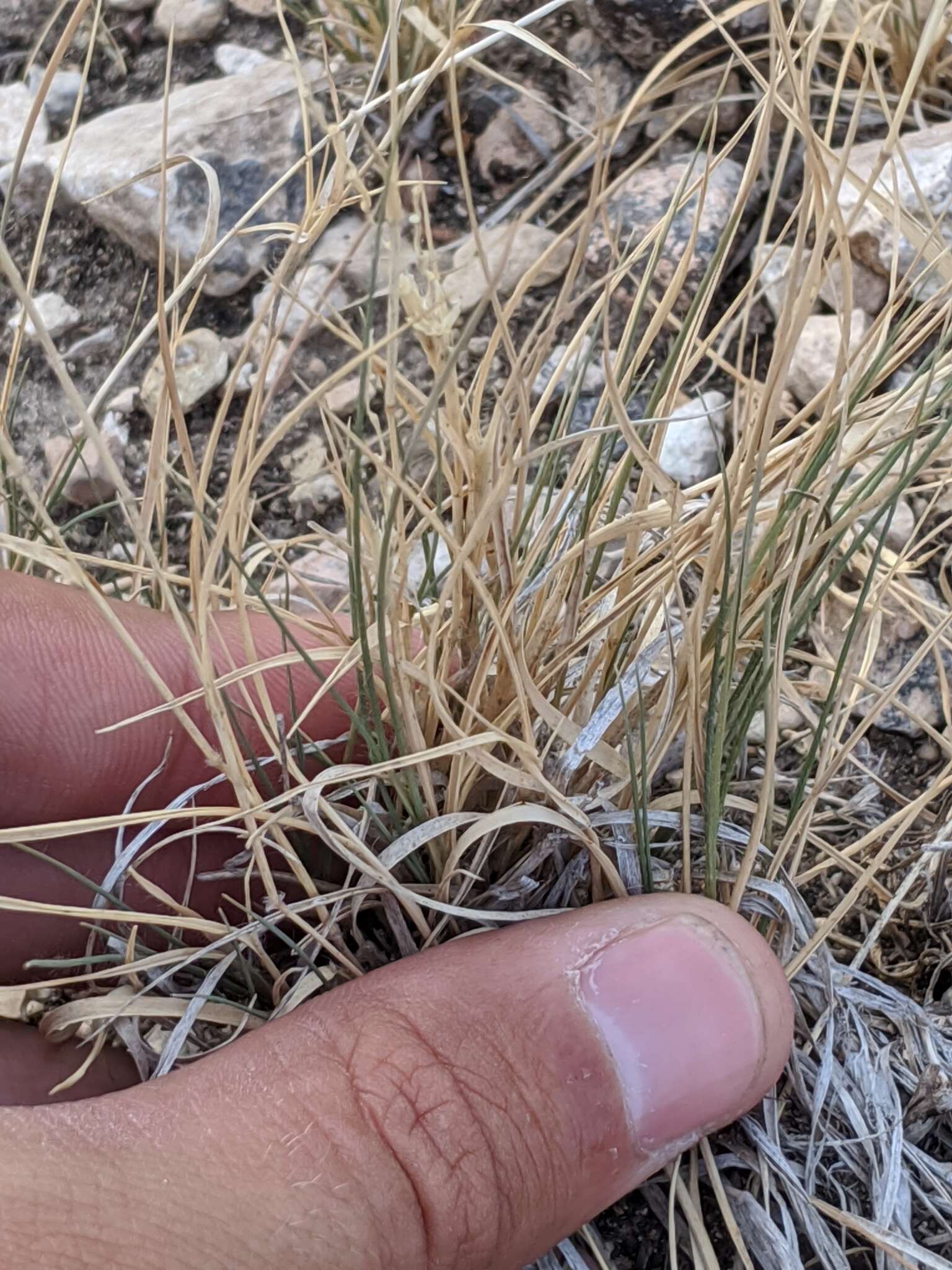 Image of curly-mesquite