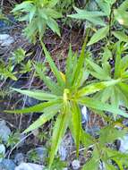 Image of <i>Eupatorium dodonaeifolium</i> DC.