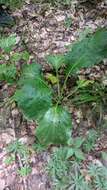 Sivun Cynoglossum dubium (Fisch. & C. A. Mey.) Greuter & Stier kuva