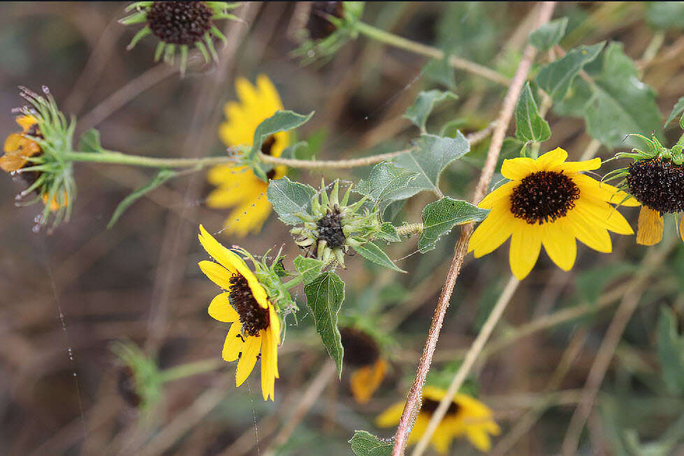 Image of cucumberleaf sunflower