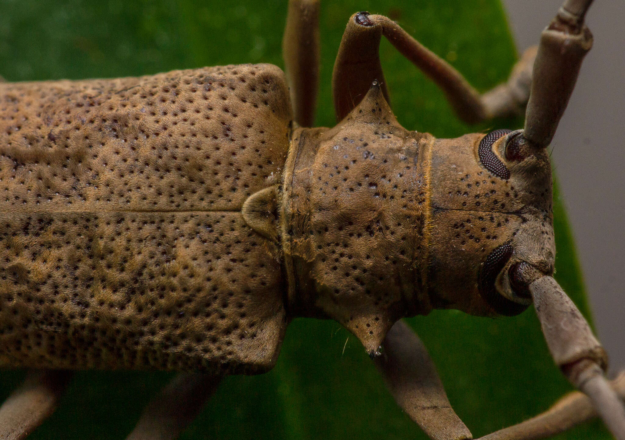 Image of Acalolepta aurosericea (Breuning 1936)