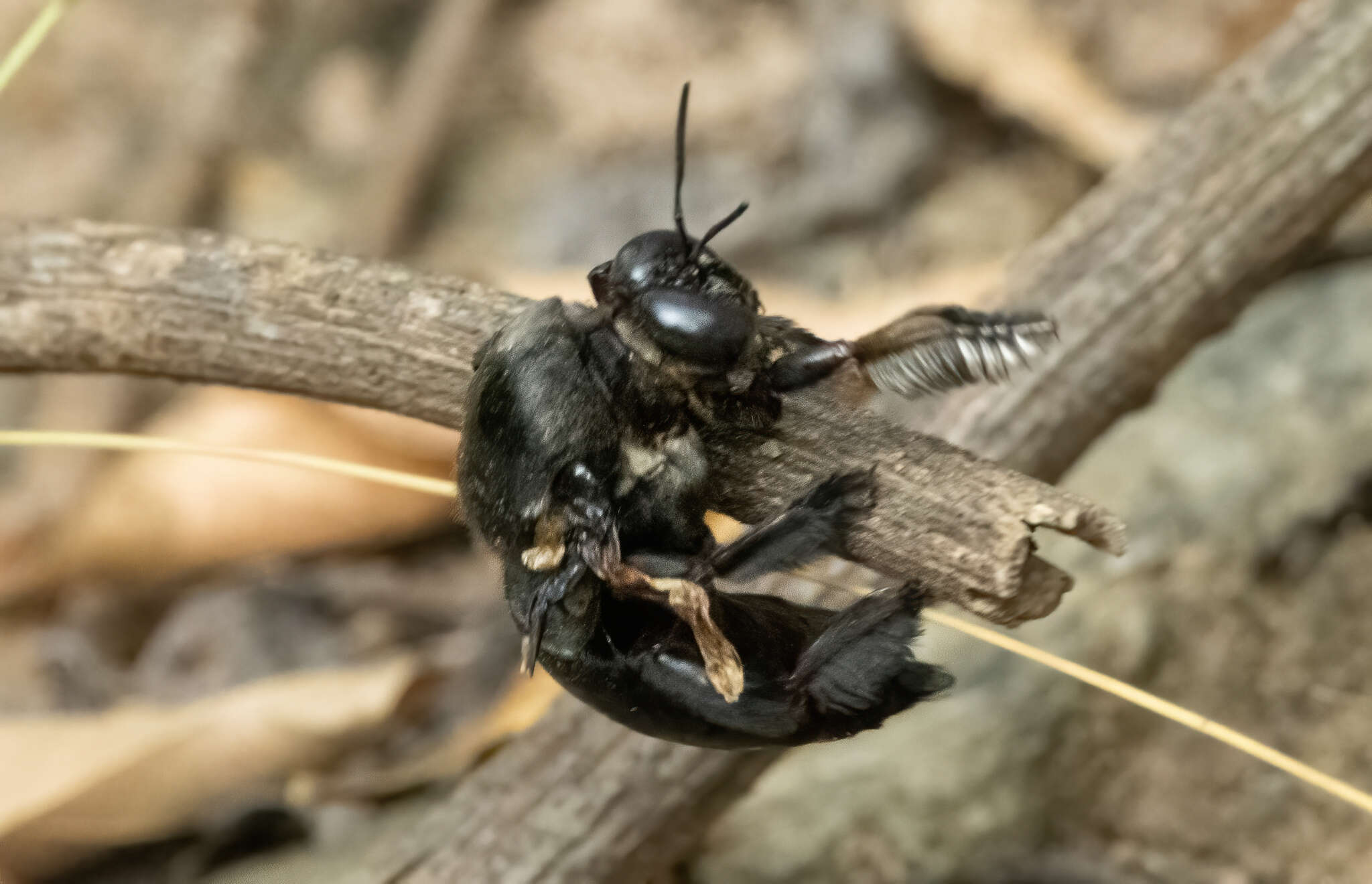 Plancia ëd Xylocopa perforator Smith 1861