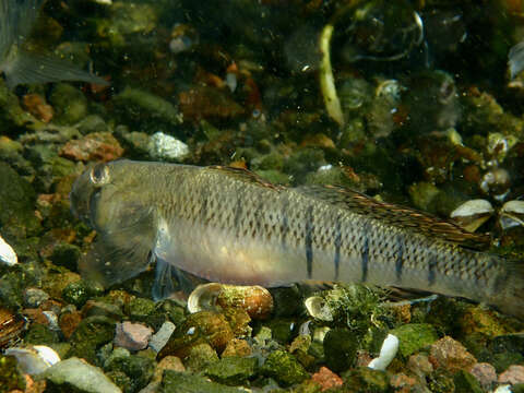 Plancia ëd Stenogobius hawaiiensis Watson 1991