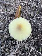 Image of Leucocoprinus tricolor H. V. Sm. 1981