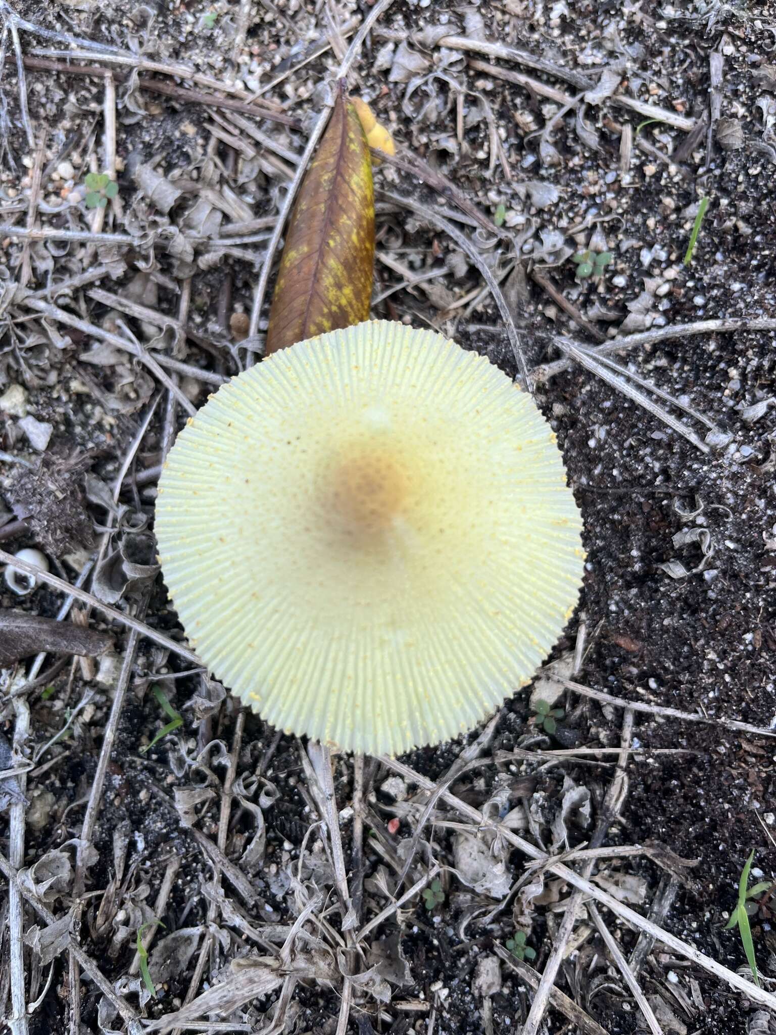 Image of Leucocoprinus tricolor H. V. Sm. 1981