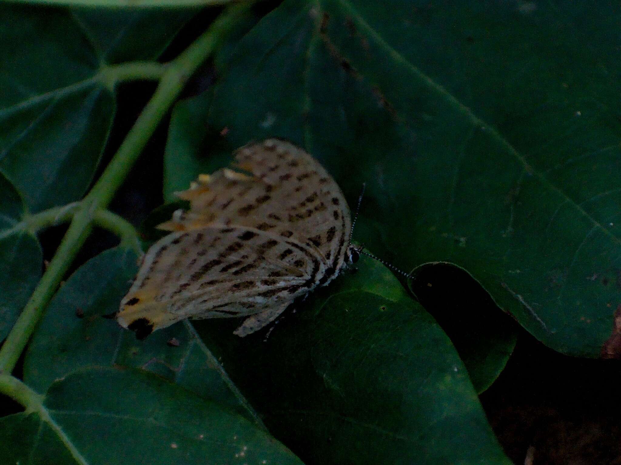 صورة Japonica saepestriata (Hewitson 1865)