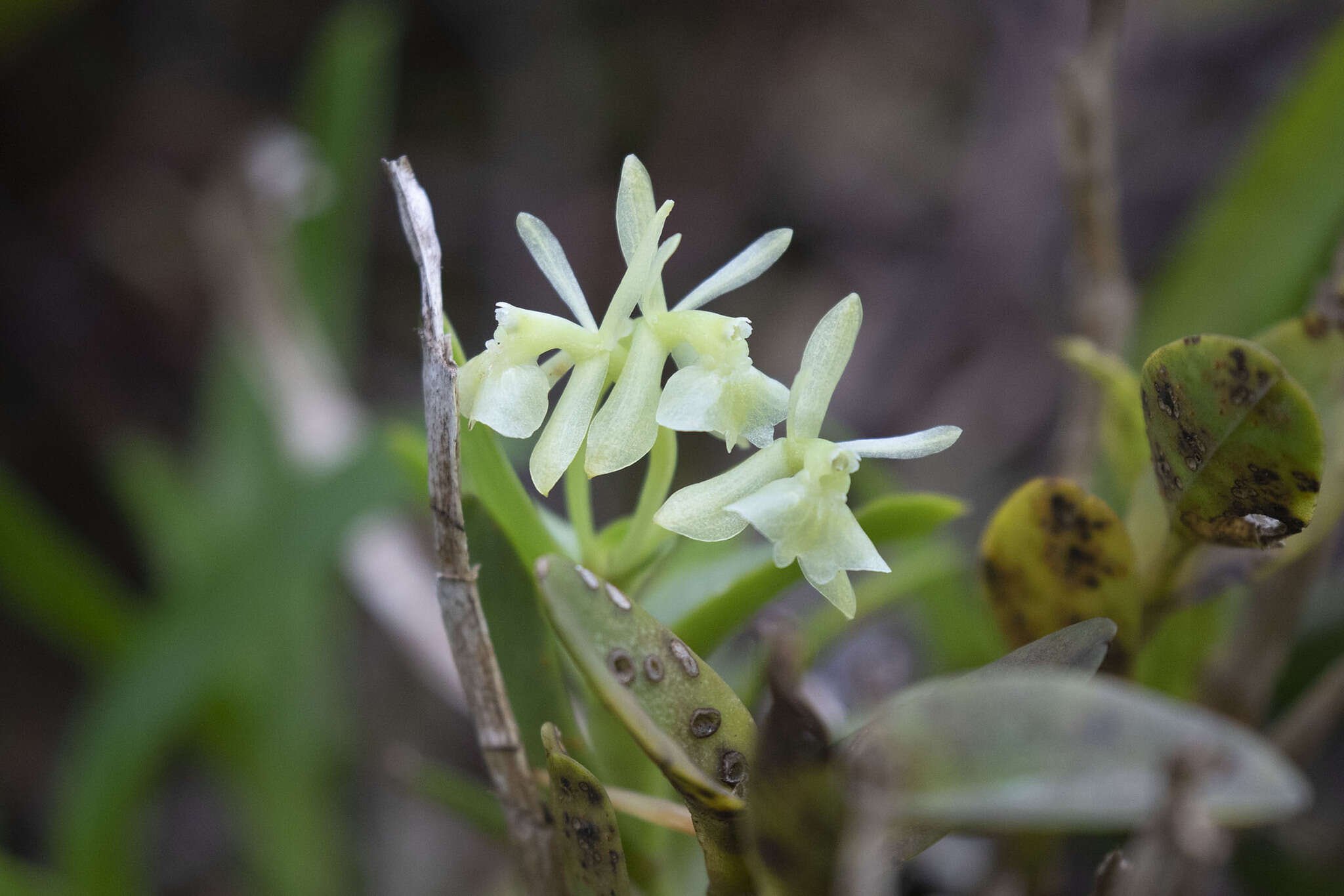 Image of Epidendrum difforme Jacq.