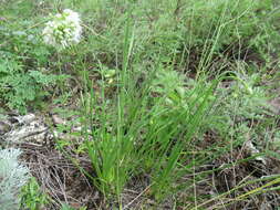 Image of Allium stellerianum Willd.