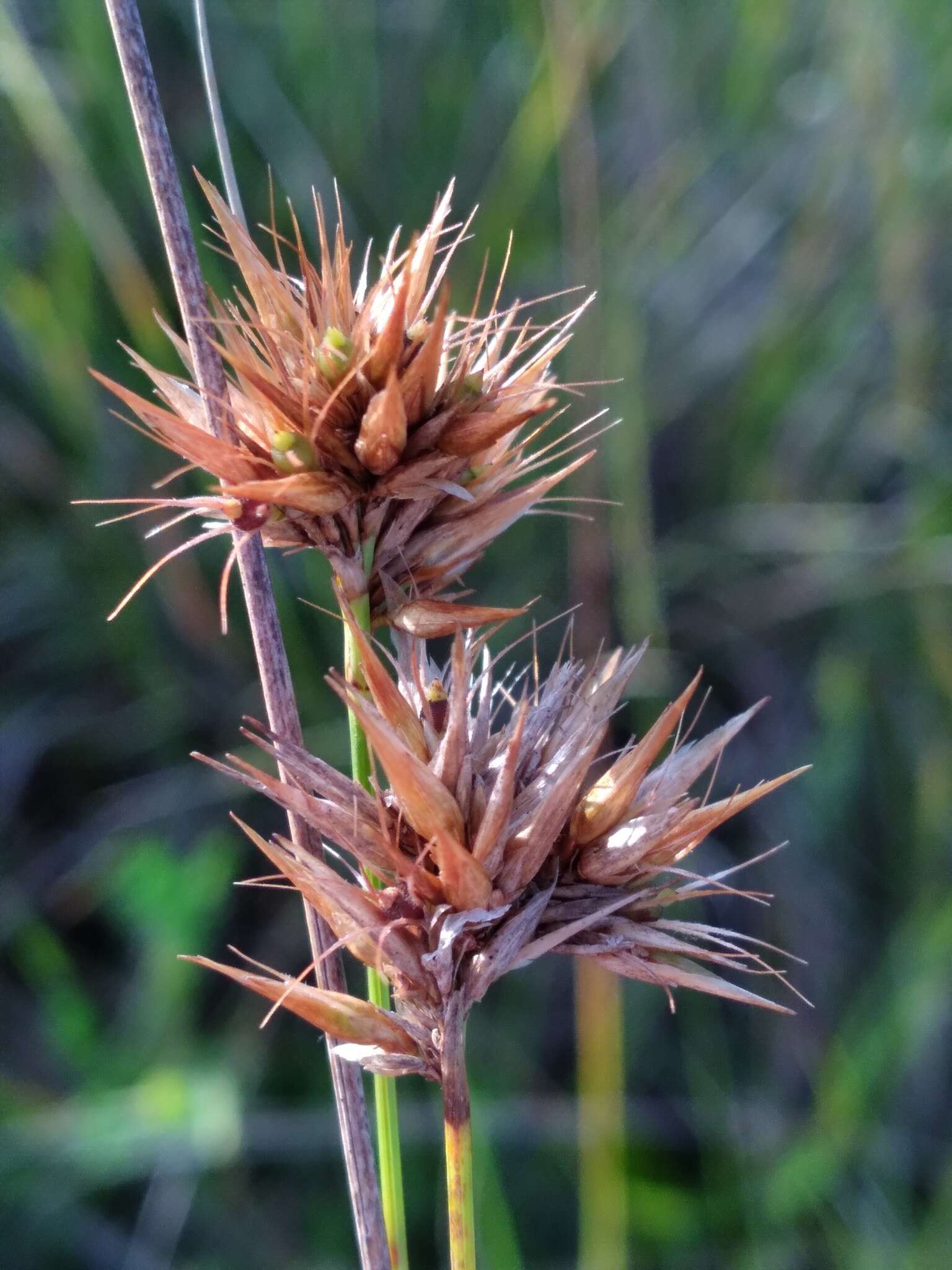 Image of Manatee Beak Sedge