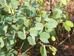 Plancia ëd Bauhinia galpinii N. E. Br.