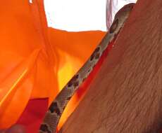 Image of Chihuahuan Desert Lyresnake