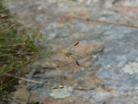 Plancia ëd Bulbostylis capillaris subsp. capillaris