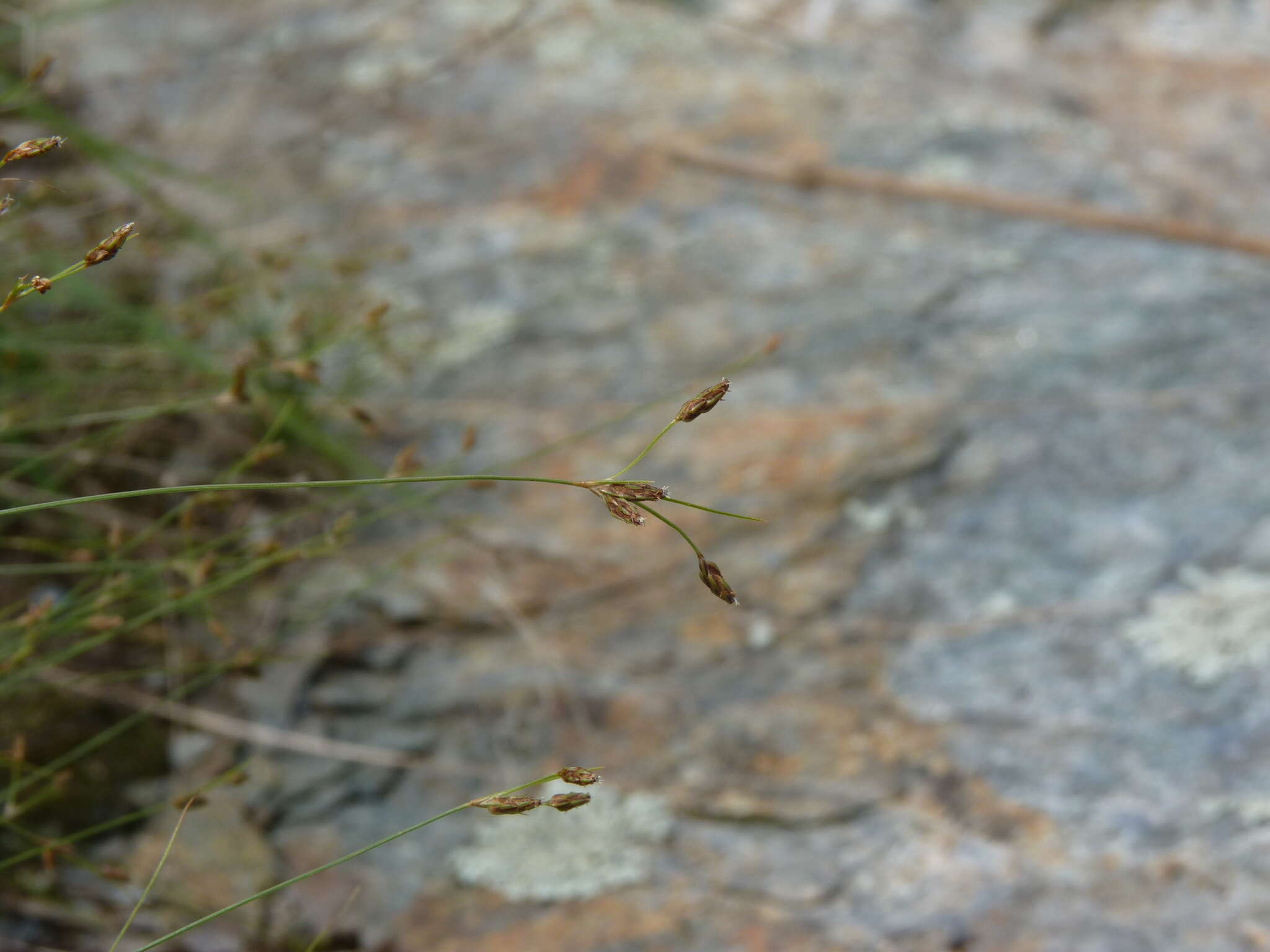 Image of densetuft hairsedge