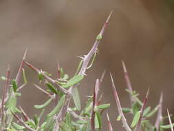 Imagem de Castela erecta subsp. texana (Torr. & A. Gray) Cronquist