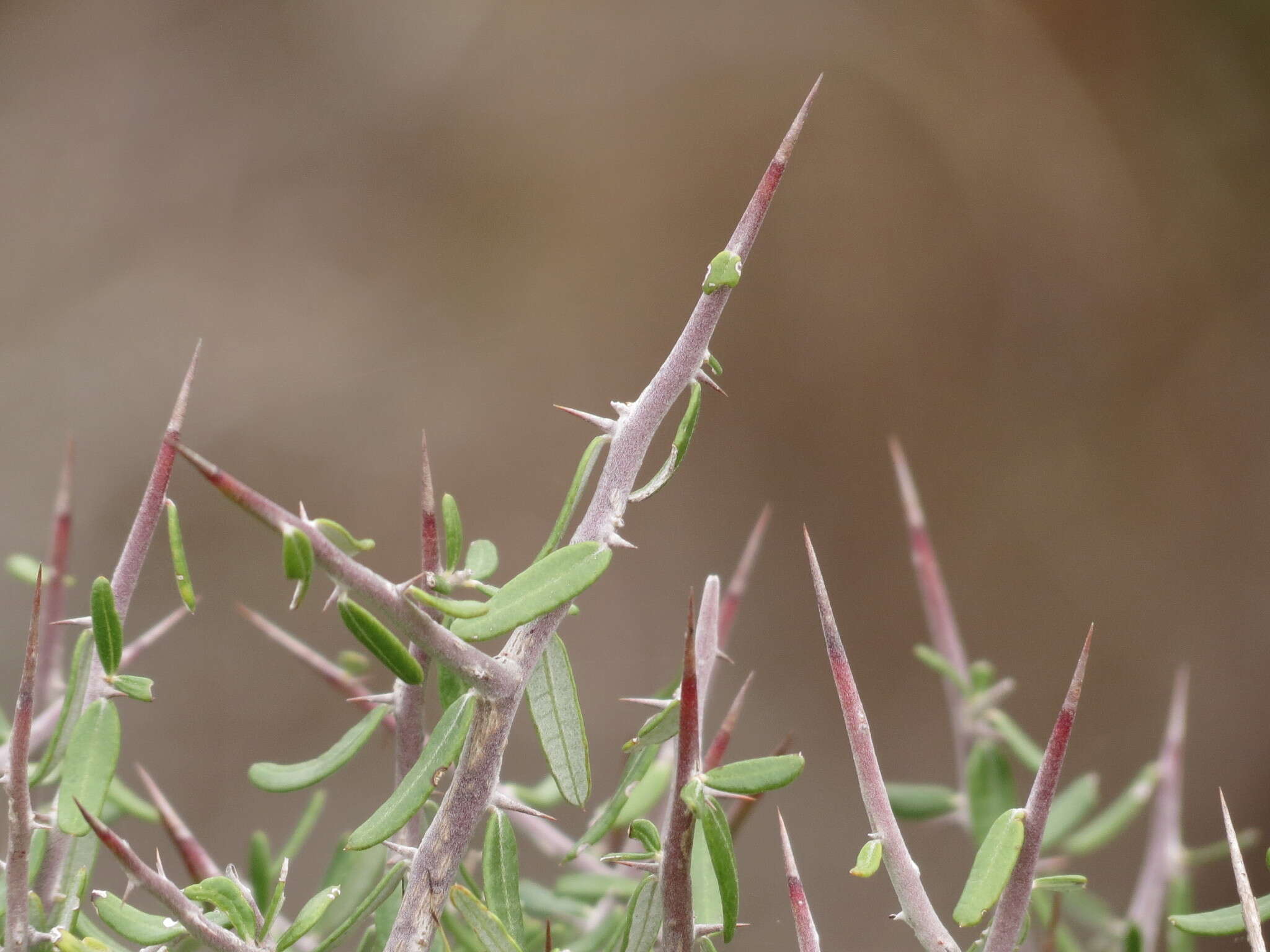 Image of Castela erecta subsp. texana (Torr. & A. Gray) Cronquist