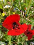 Imagem de Papaver umbonatum Boiss.