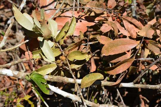 Image of Monteverdia stipitata (Lundell) Biral