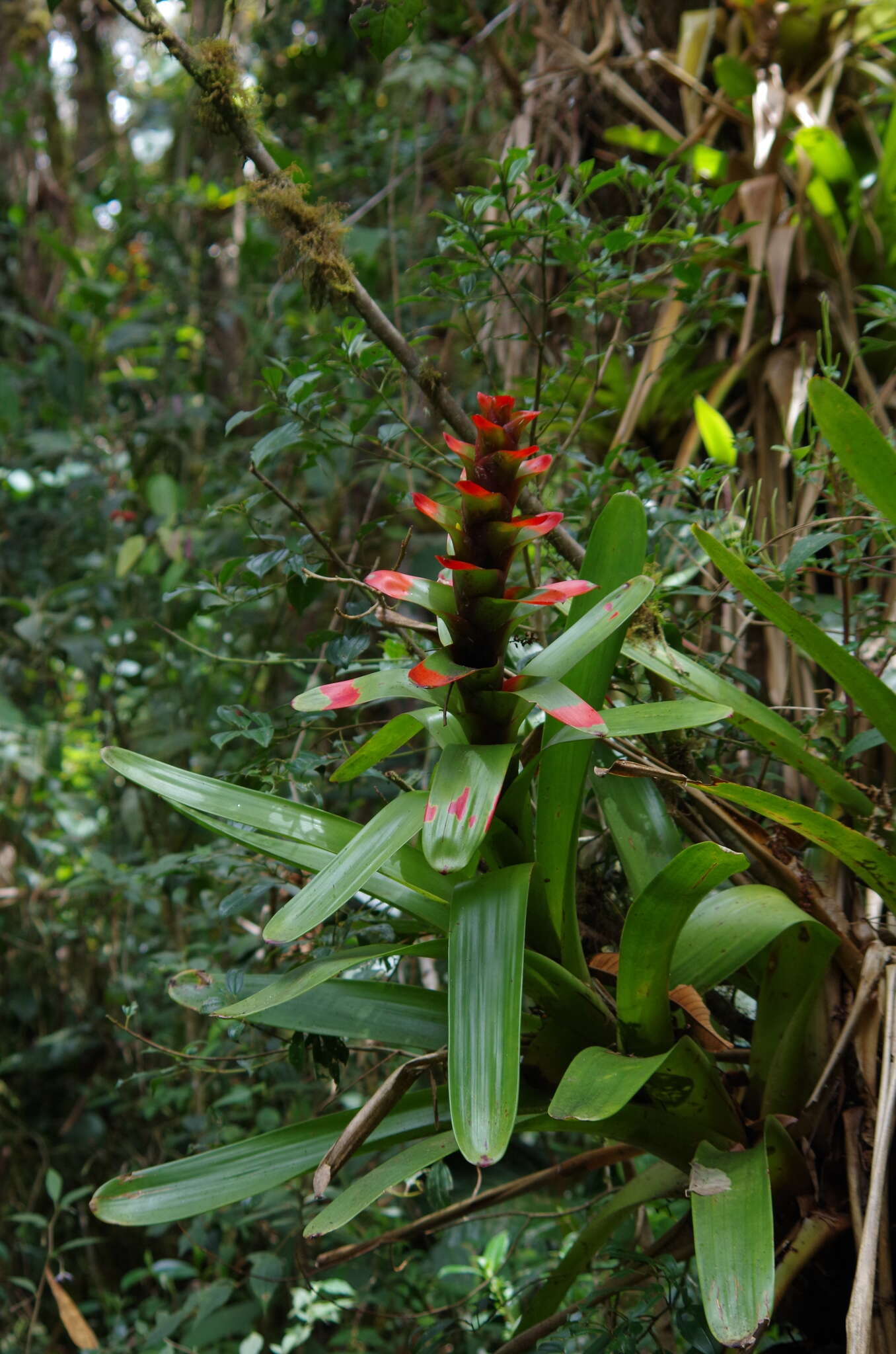 Image of Guzmania gloriosa (André) André ex Mez