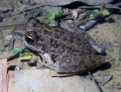 Plancia ëd Litoria inermis (Peters 1867)