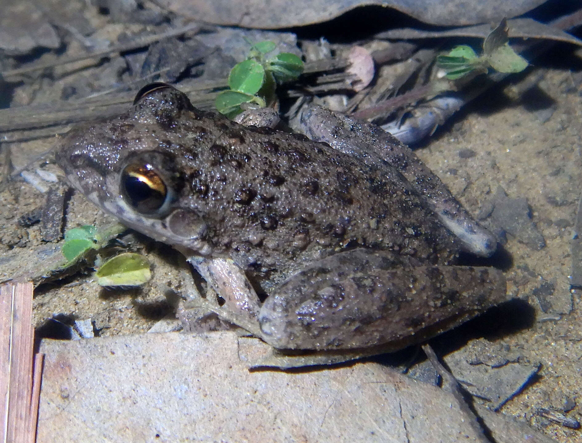 Plancia ëd Litoria inermis (Peters 1867)