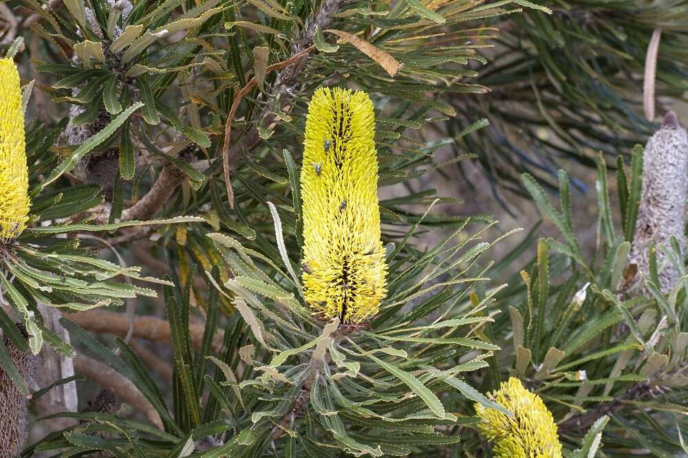 Plancia ëd Banksia attenuata R. Br.