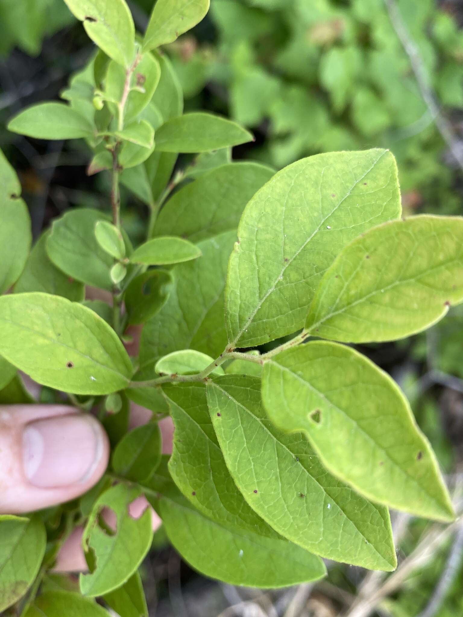 Sivun Vaccinium formosum Andr. kuva