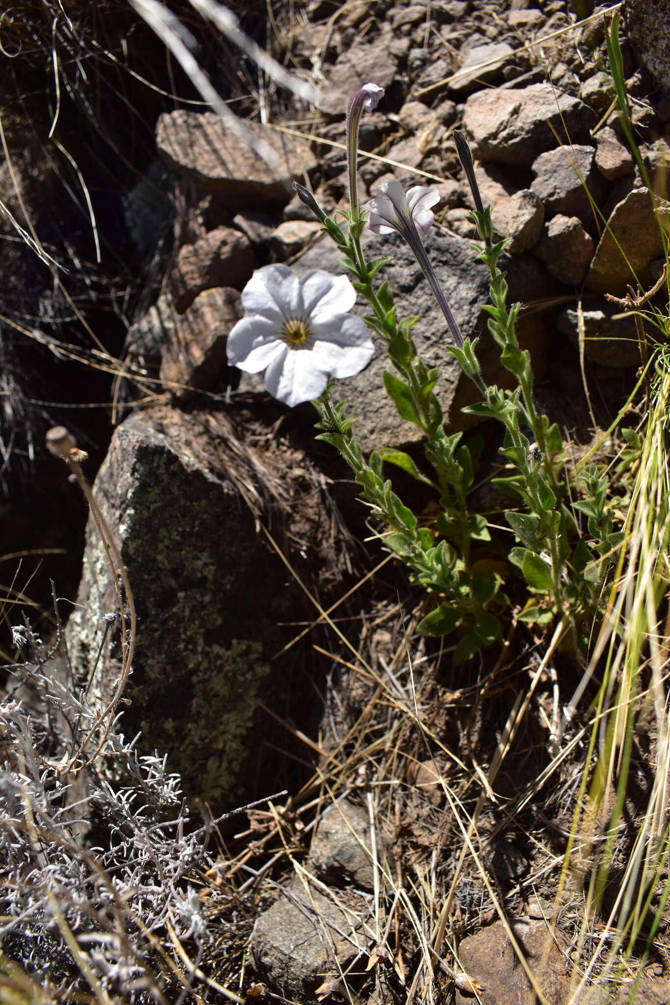 صورة Petunia axillaris subsp. subandina T. Ando