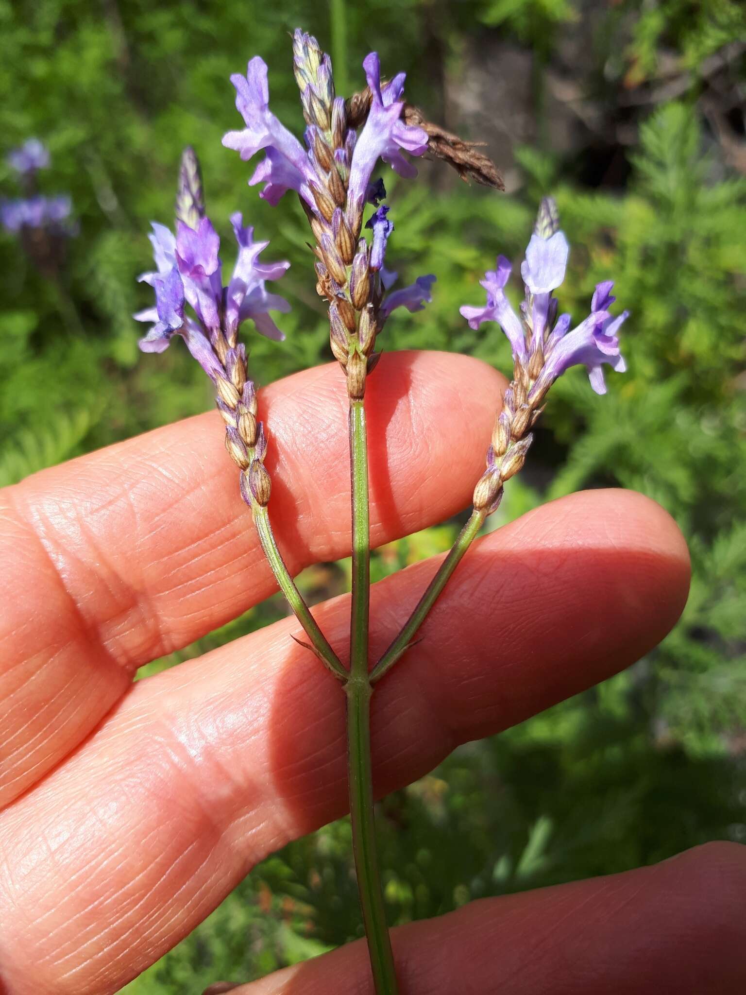 Image of Lavandula canariensis subsp. palmensis Upson & S. Andrews