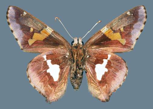 Image of Epargyreus clarus clarus