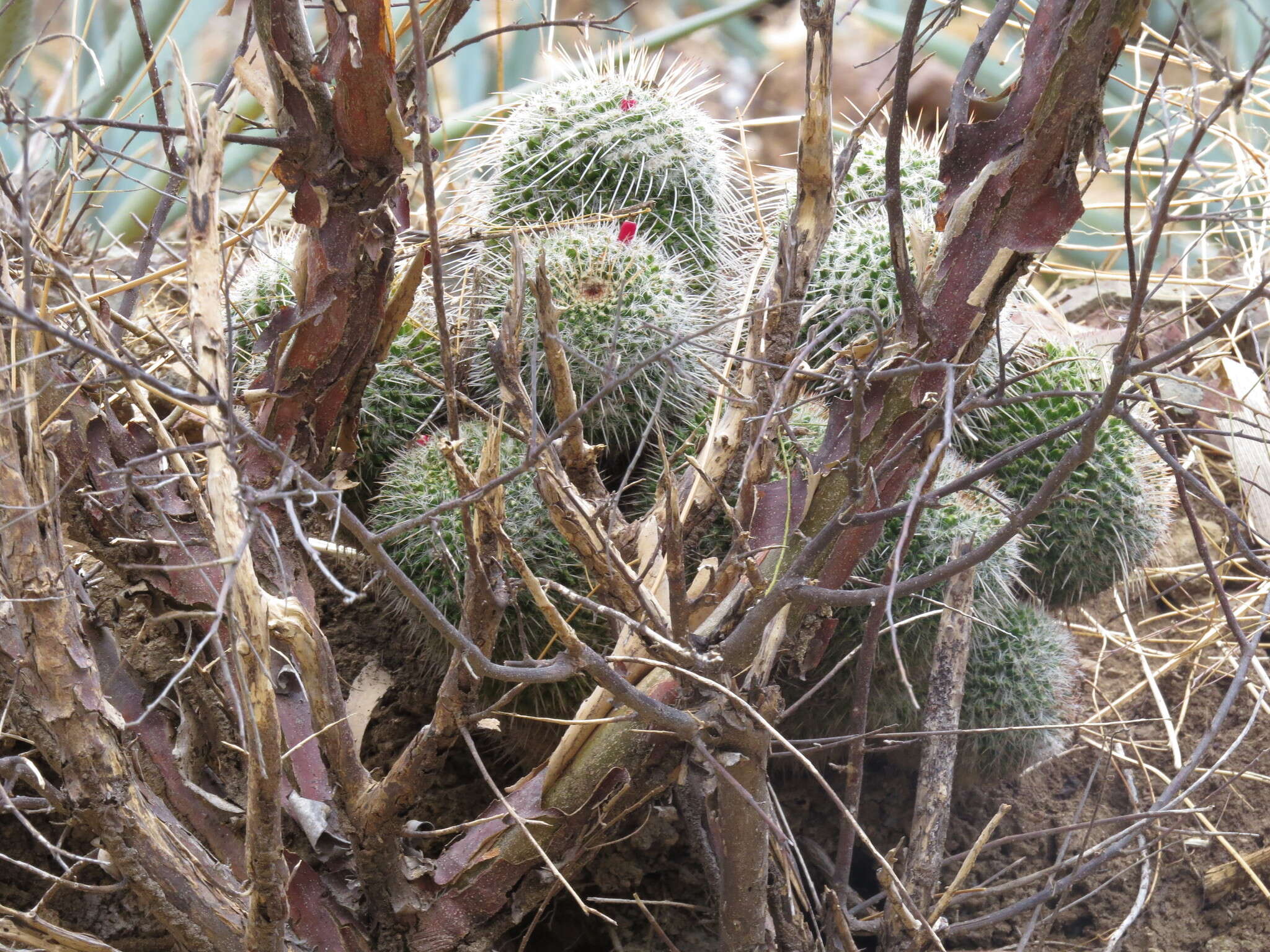 صورة Mammillaria karwinskiana subsp. nejapensis (R. T. Craig & E. Y. Dawson) D. R. Hunt