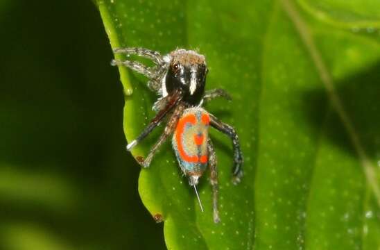 Image of Maratus pavonis (Dunn 1947)