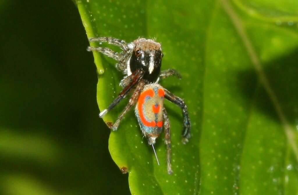 Image of Peacock spider