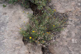 Image of Heterotheca cinerascens (S. F. Blake) G. L. Nesom