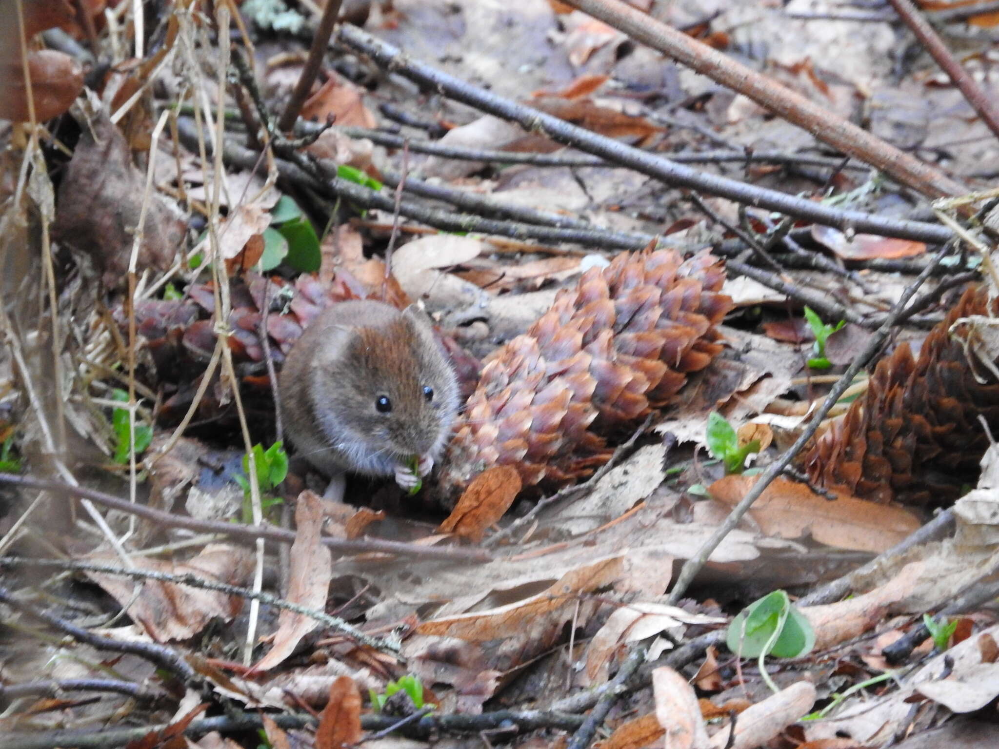 Image of Bank Vole