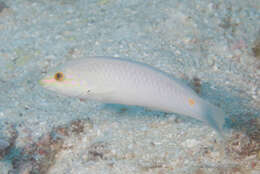 Image of Threespot wrasse