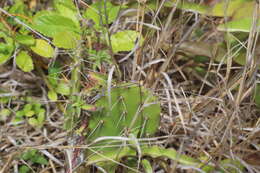 Image of French Prickle Cactus