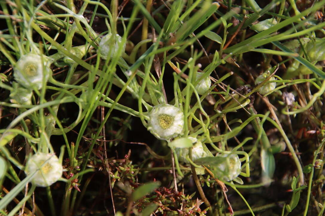 Image of Myriocephalus rhizocephalus (DC.) Benth.