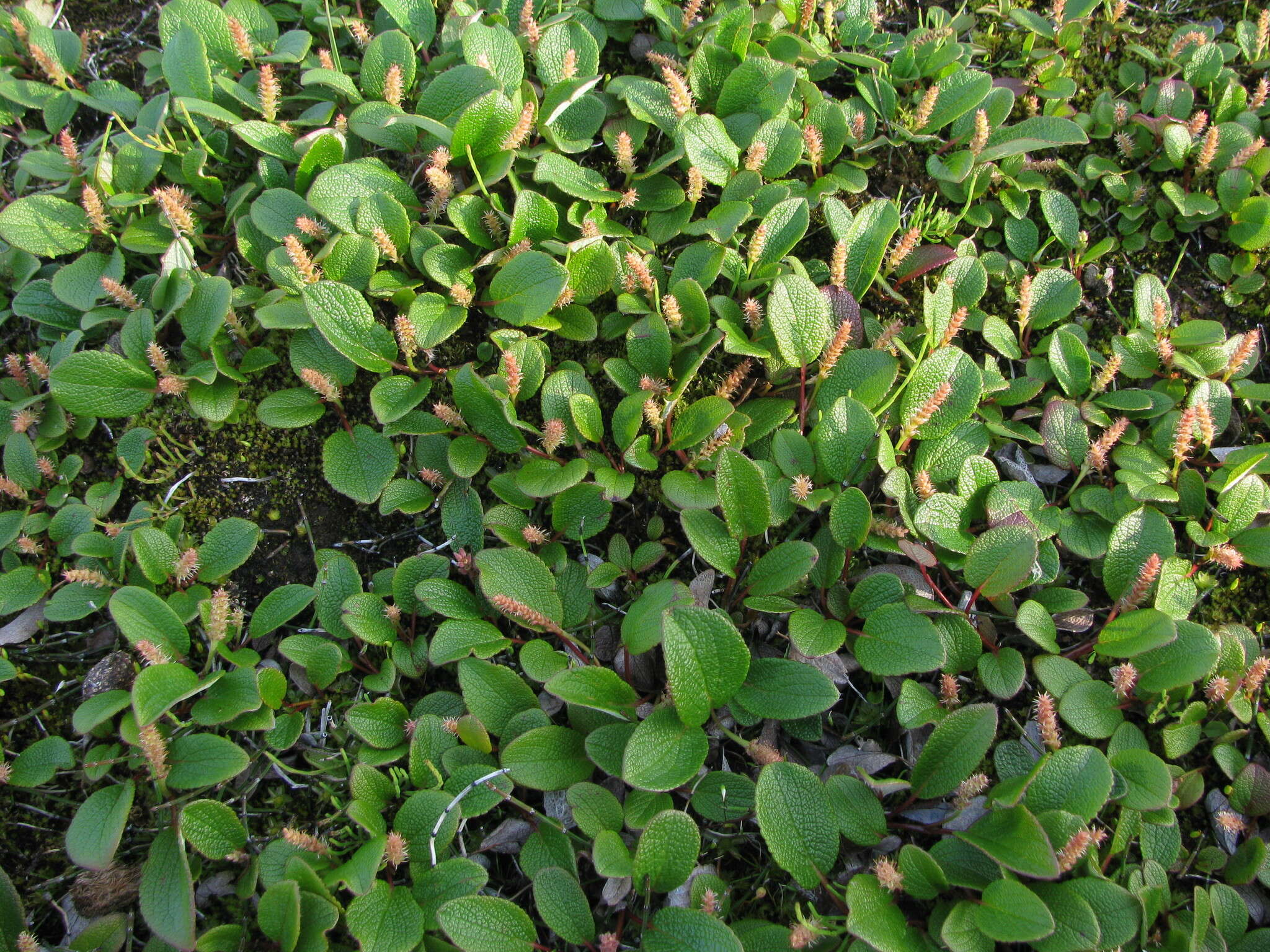 Image of netleaf willow