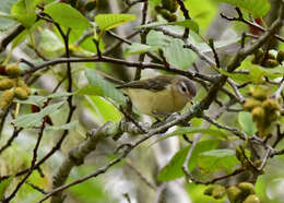 Image of Vireo gilvus swainsoni Baird & SF 1858