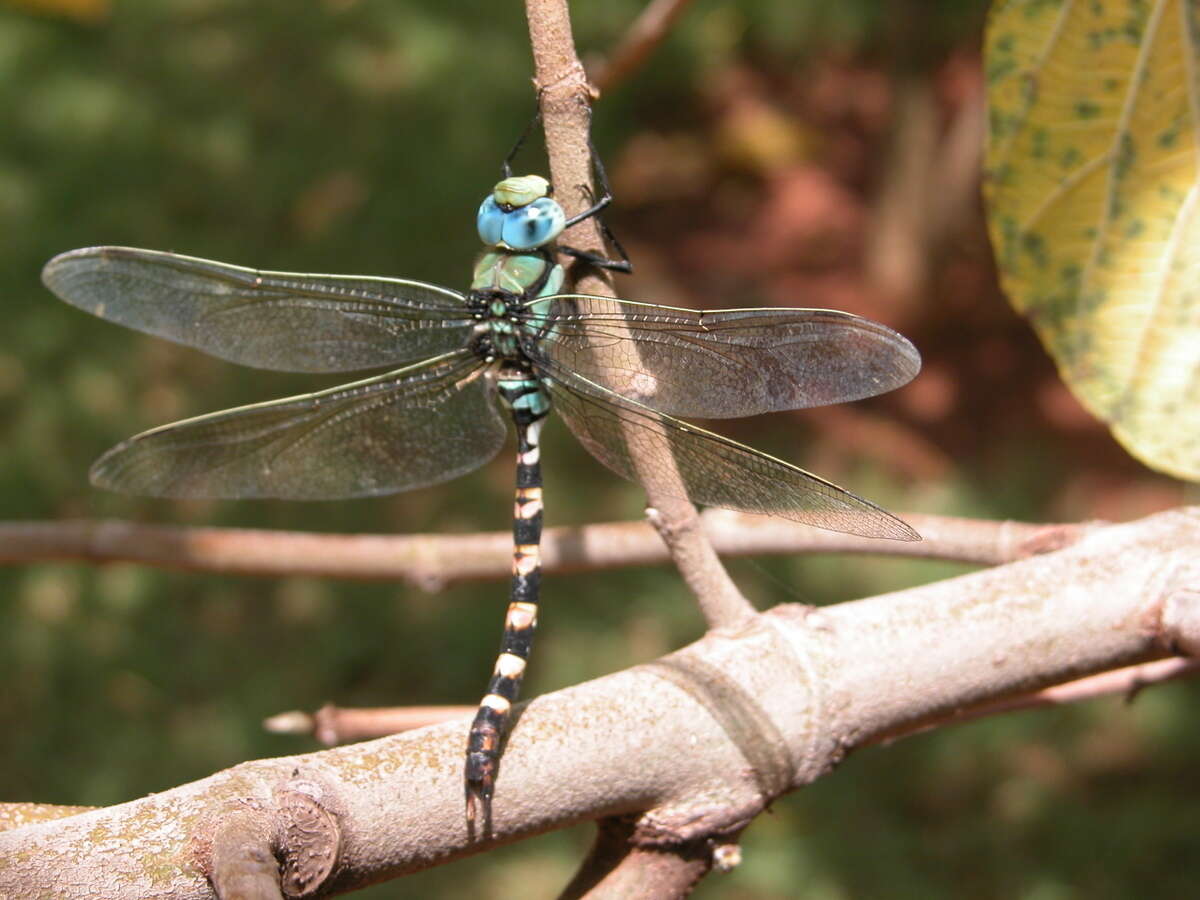 Слика од Anax immaculifrons Rambur 1842