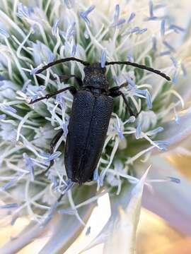 Image of Stictoleptura (Cribroleptura) otini (Peyerimhoff 1949)