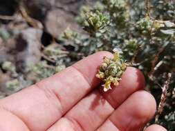 Image of Teucrium stocksianum Boiss.