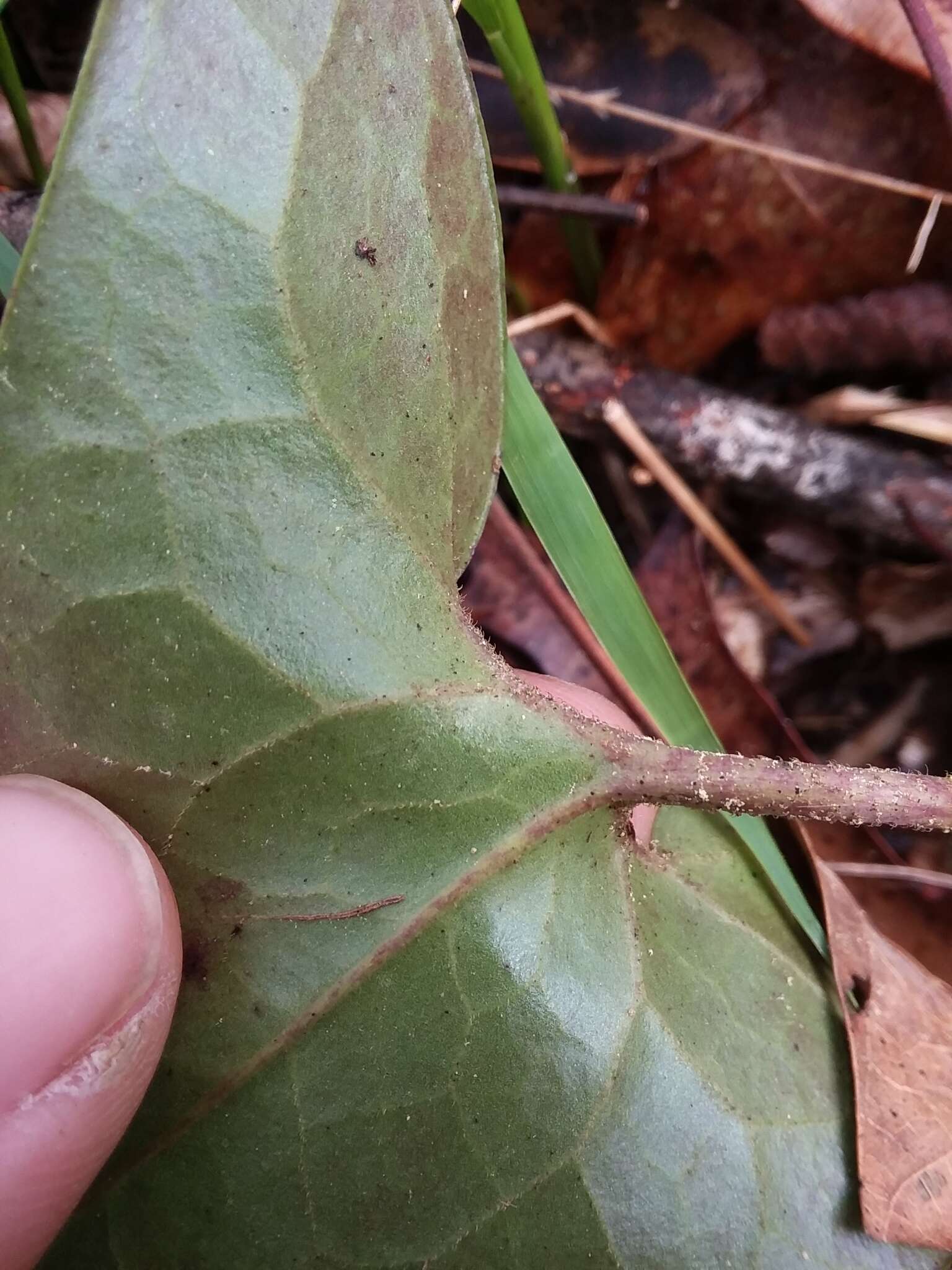 Image de Hexastylis arifolia var. callifolia (Small) H. L. Blomq.