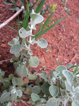 Image de Helichrysum pandurifolium Schrenk